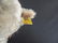 Group of 4 Antique Steiff Animals Featuring Dogs, Lamb, - 4