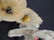 Group of 4 Antique Steiff Animals Featuring Dogs, Lamb, - 6