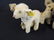 Group of 4 Antique Steiff Animals Featuring Dogs, Lamb, - 7