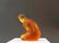 LALIQUE "Petite Nue Venus Ambre" Figurine - 7