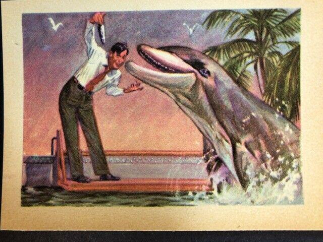 1956 GUM CO. ADVENTURE SERIES TRADING CARD EXMT+: 1956 Adventure # 27 Bottlenosed Dolphin