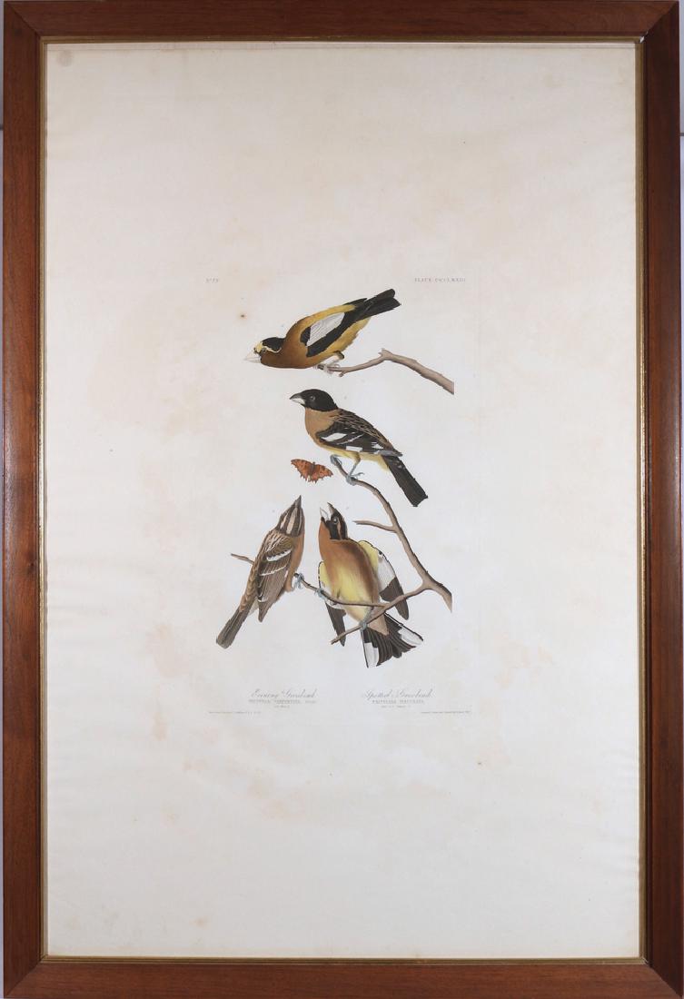 JOHN JAMES AUDUBON (American, 1785-1851): Evening Grosbeak / Spotted Grosbeak hand-colored aquatint engraving h. 19-3/4 w. 12-1/2 in. (plate) overall: 43 x 29 in. Plate 373 from Birds of America, Havell edition, London, paper with J Whatman 1