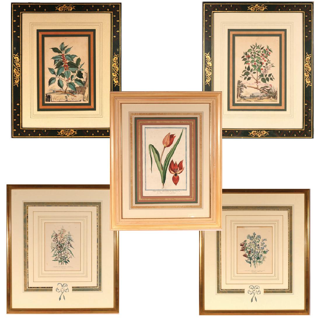(5pc) MISC. FRAMED BOTANICAL ENGRAVINGS: including two from Abraham Munting's Naauwkeurige Beschriyving Der Aardgewassen, Amsterdam, 1696, in painted green frames; two from Jane Loudon's The Ladies Flower Garden of Ornamental Bulbous Plants 