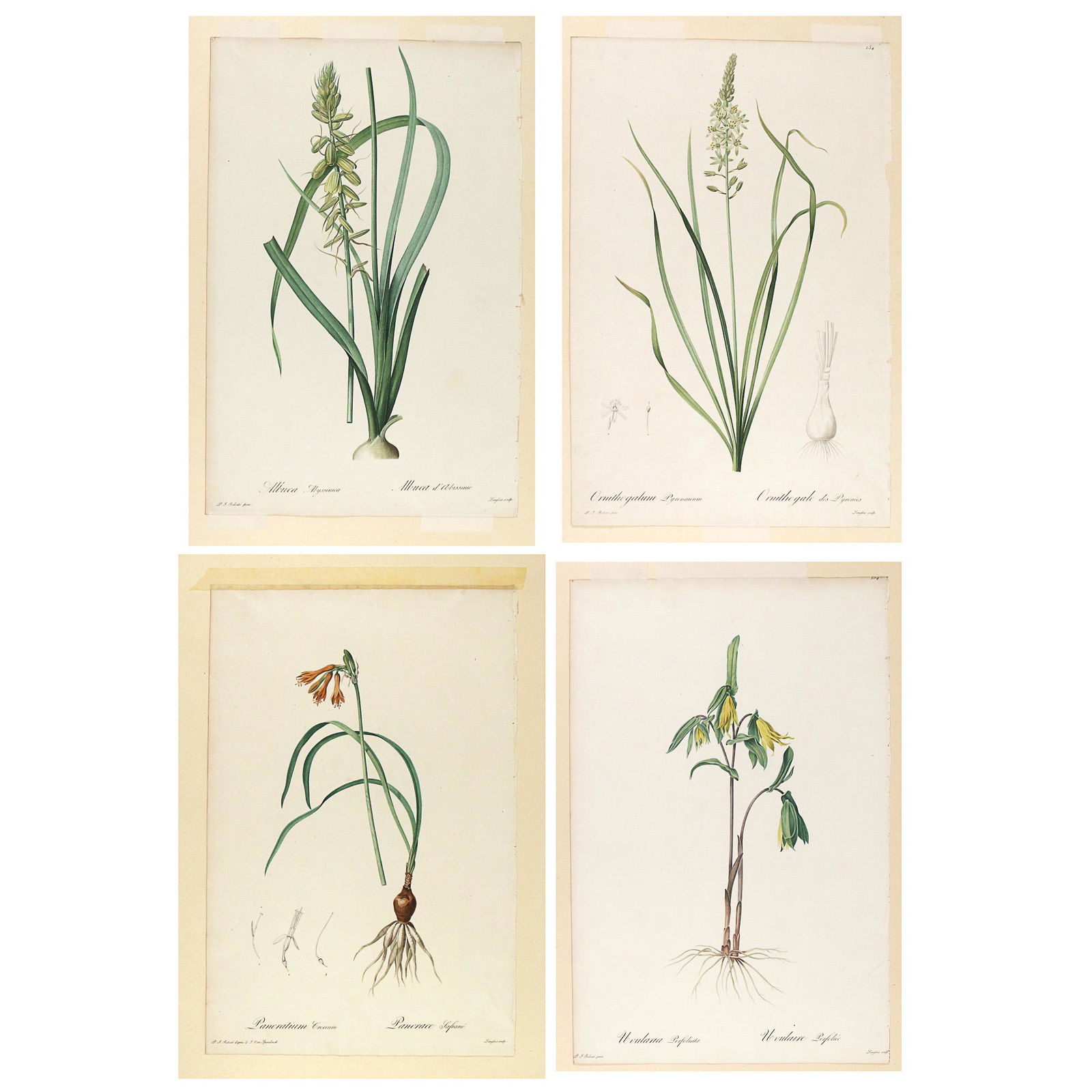 (4pc) PIERRE-JOSEPH REDOUTE (Belgian, 1759-1840) (1 of 20)