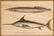 (5pc) COLOR FISH ENGRAVINGS, INCL. MARCUS BLOCH - 6