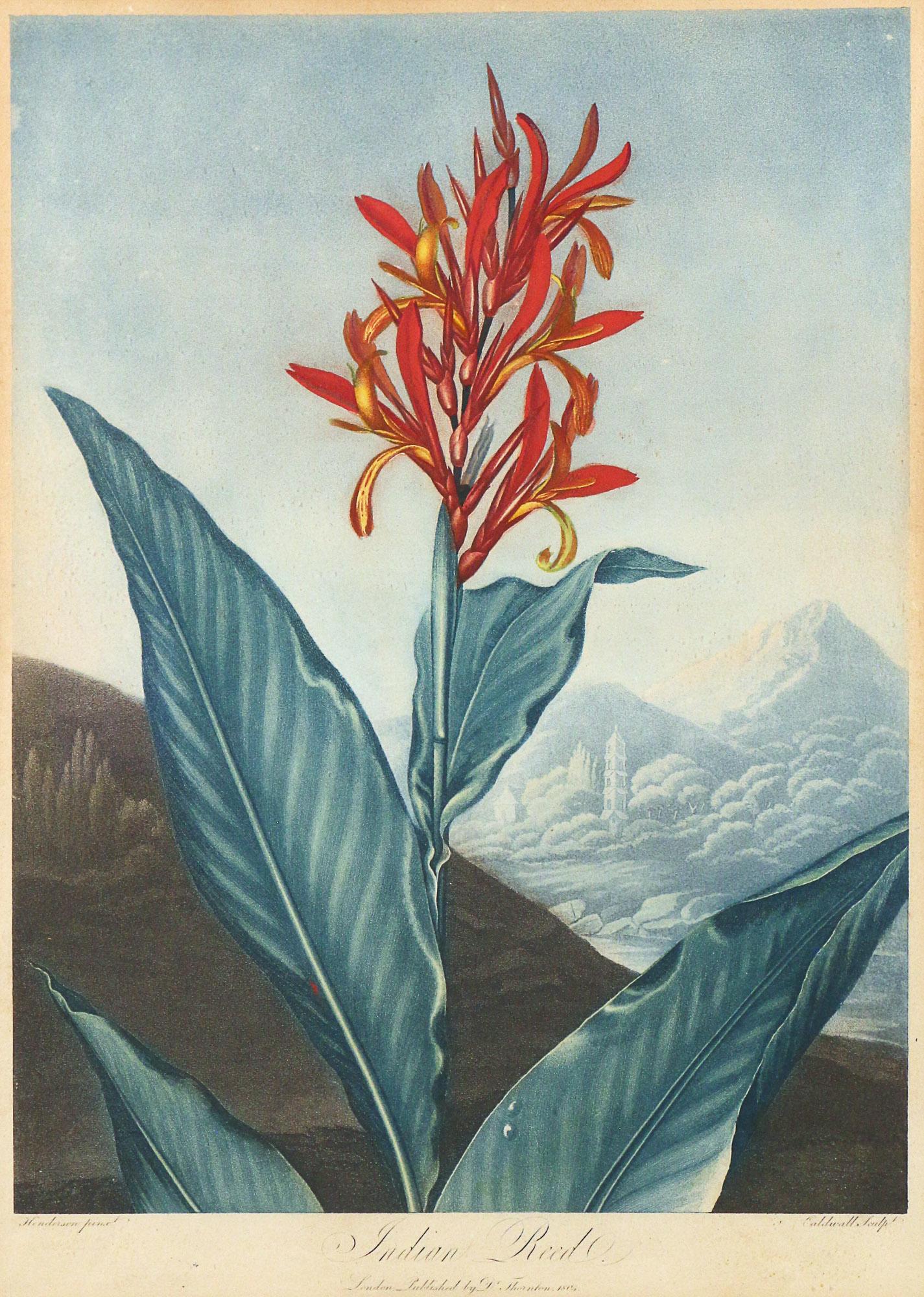 DR. ROBERT JOHN THORNTON (British, 1768-1837) (1 of 7)