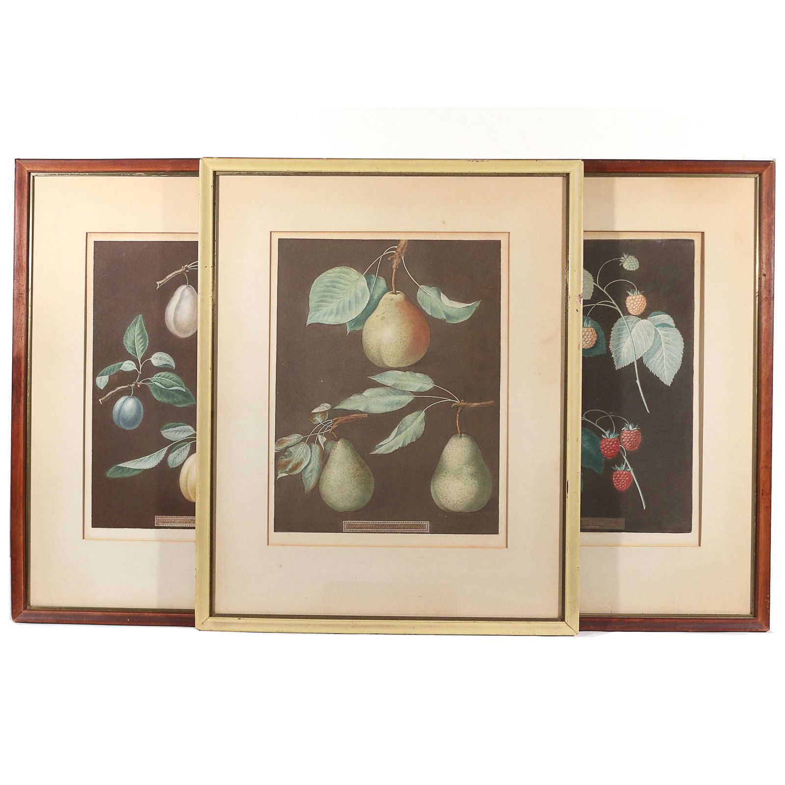 (3pc) GEORGE BROOKSHAW (British, 1751-1823): thee framed coloured prints of studies of fruits on branches from "Pomona Britannicaa" by G. Brookshaw, dated 1806 & 1807 h. 17-1/4 w. 13 in. overall: 26 x 21 in., framed Provenance: items from the co