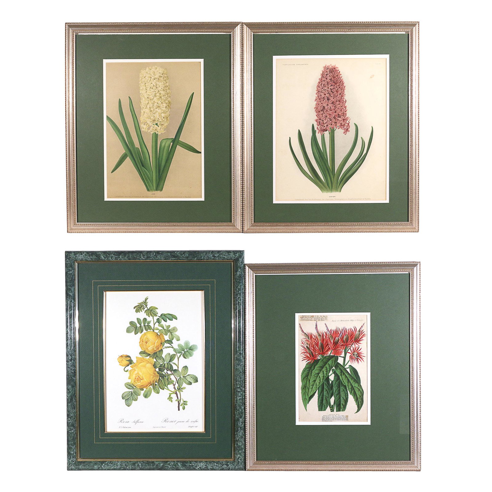 (4pc) DUTCH & FRENCH BOTANICAL PRINTS: including 2 Dutch floral prints, "Ida" and "Haydn," a French "Pavonia Wioti" print from "Revue de l'Horticulture Belge et Etrangere," and a Pierre-Joseph Redoute print of "Rosa sulfurea / Rosier jaune