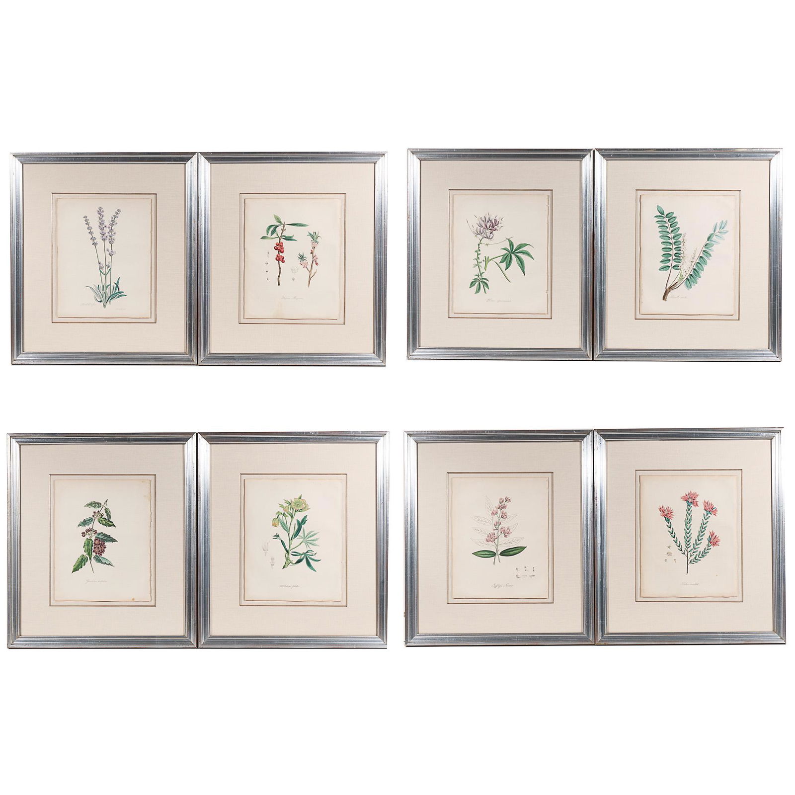 (8pc) M.A. BURNETT PLANTAE UTILIORES PRINTS (1 of 17)