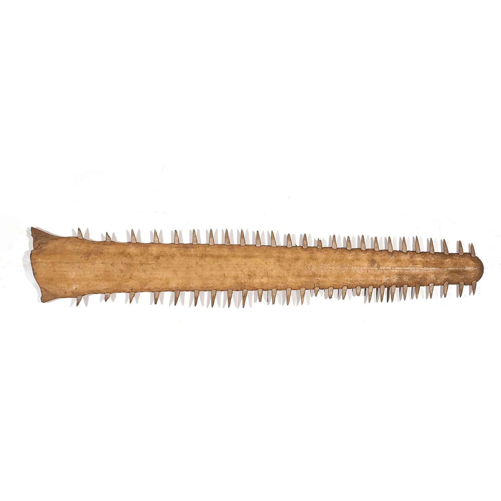 ANTIQUE SAWFISH BILL (1 of 7)