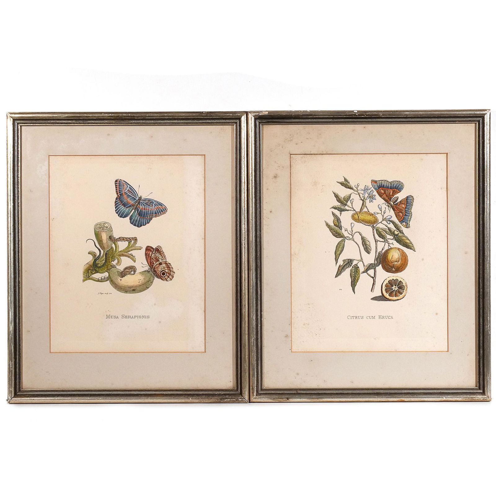 (2pc) MARIA SIBILLA MERIAN BOTANICAL ENGRAVINGS (1 of 13)