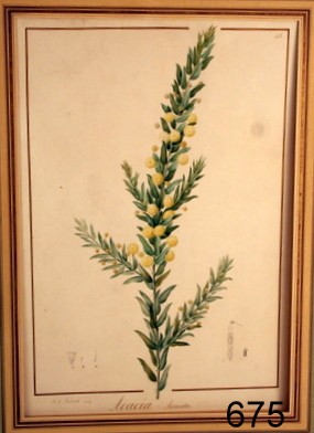 675) REDOUTÉ, PIERRE, JOSEPH (FRENCH,1759 - 1840) W/C: KANGROO THORN/PRICKLY WATTLE ( KANGROO THORN/PRICKLY WATTLE (SCIENTIFIC NAME:ACACIA ARMATA), SIGNED AND DATED 1813; WATERCOLOR ON VELLUM DONE FOR AIMÉ, JACQUES ALEX. PARIS 1813; SIGHT: 17.25" X 12"; 