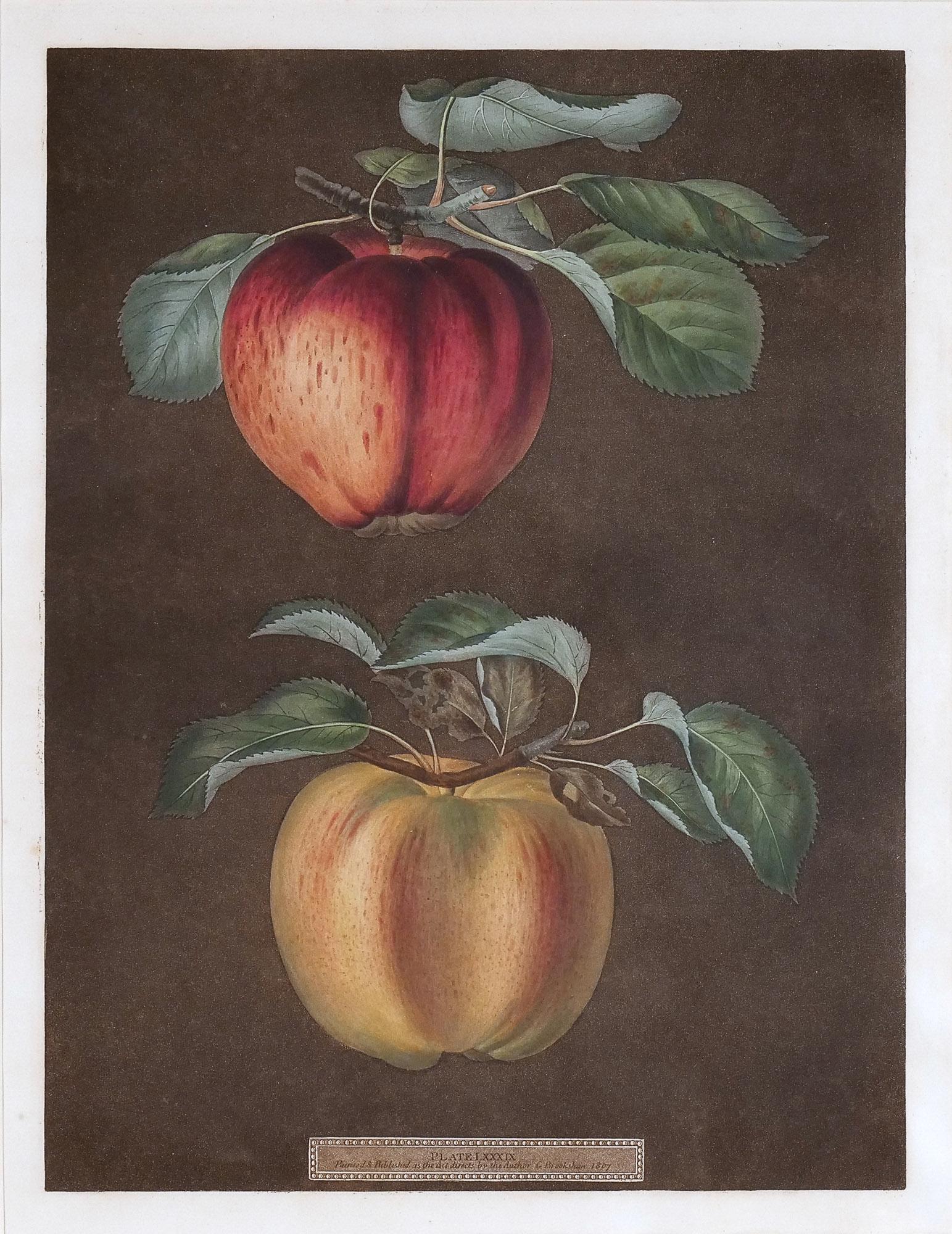 GEORGE BROOKSHAW (1751-1823), APPLES (PLATE 89): Apples, plate no. 89 Aquatint with stipple engraving Early 19th century, c. 1807, hand-colored plate LXXXIX from the "Pomona Britannica; or a Collection of the Most Esteemed Fruits" by George Brooksha