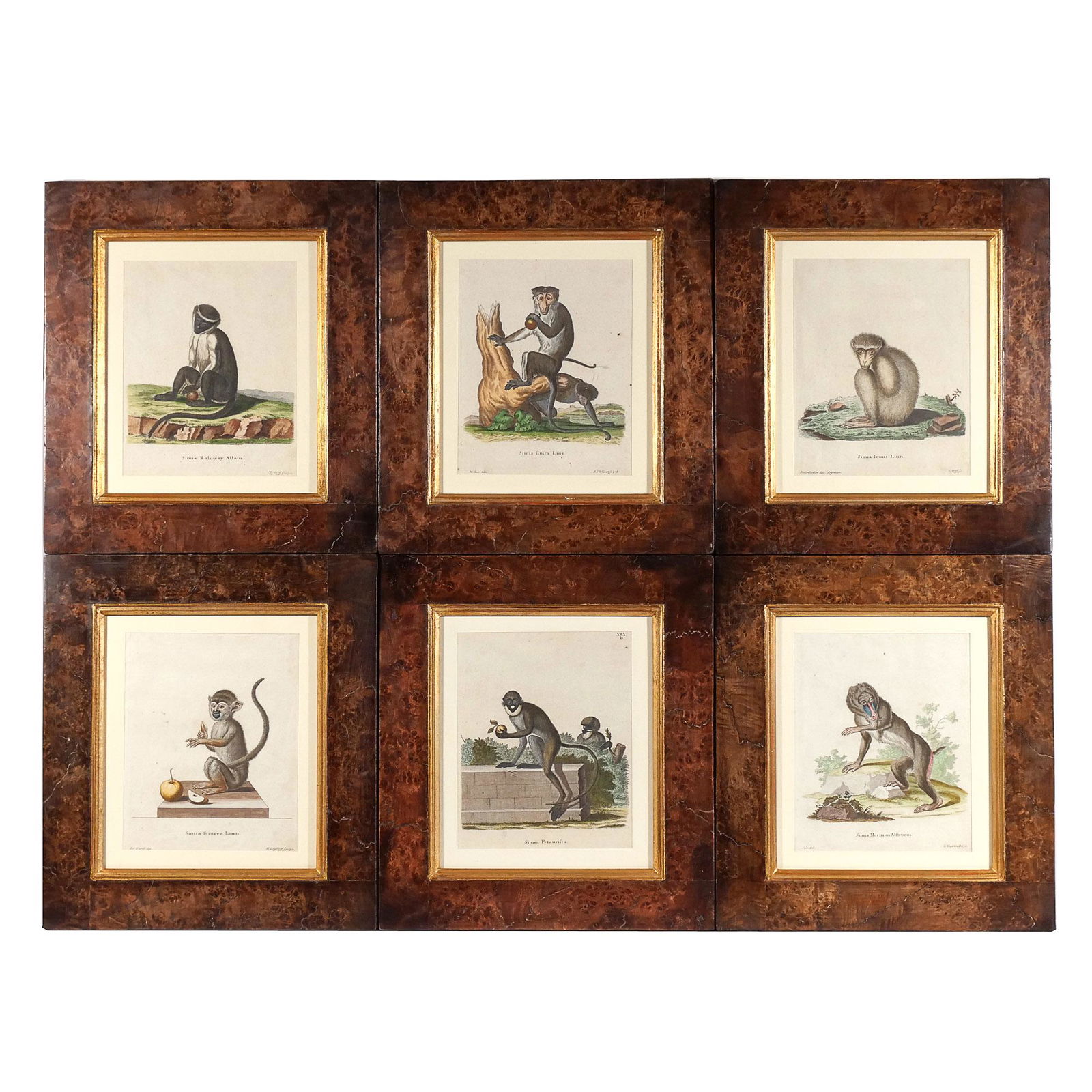 (6pc) 18th CENTURY ENGRAVINGS of MONKEYS: SCHREBER (1 of 10)