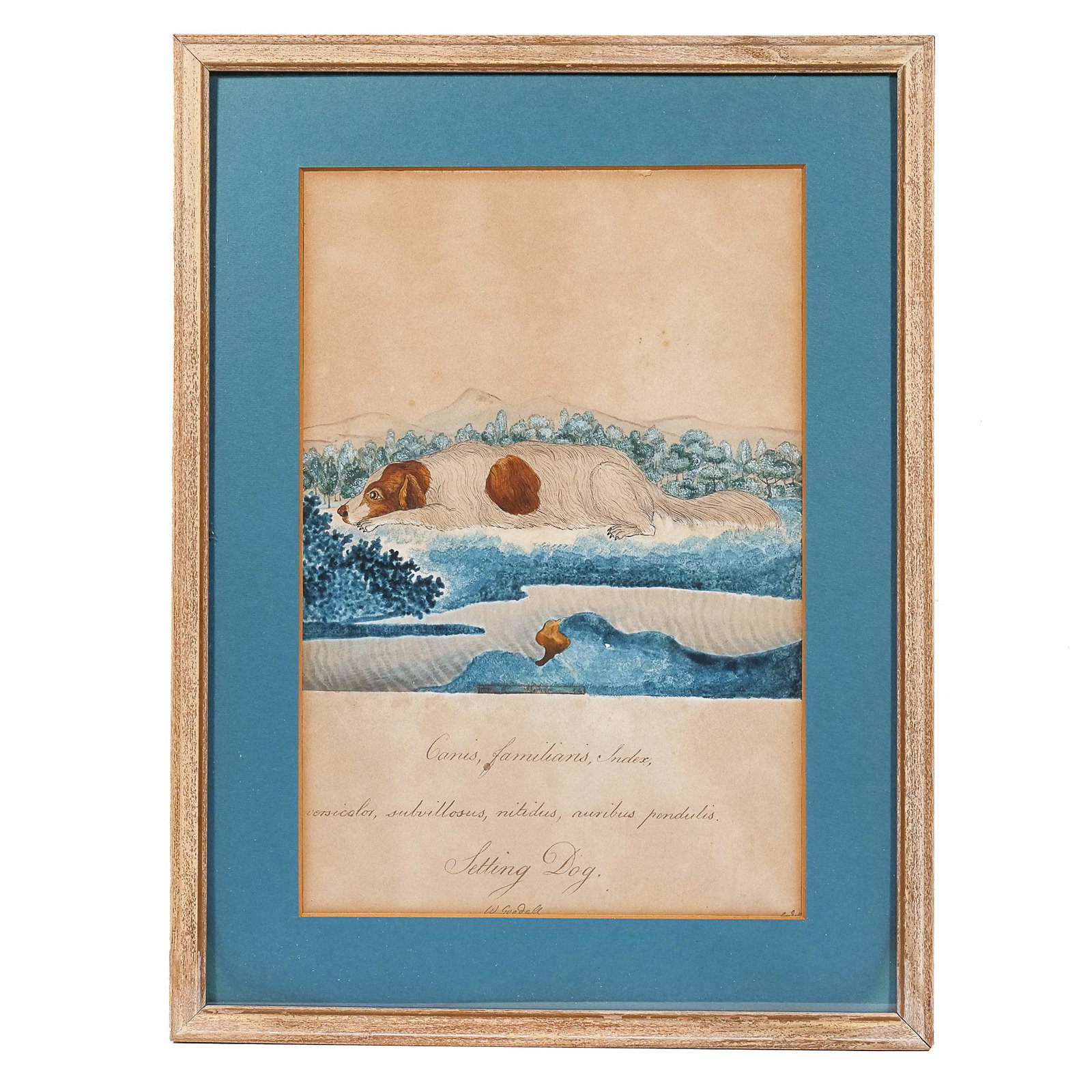 WILLIAM GOODALL (English, 1757-1844): Setting Dog Watercolor on paper Showing a reclining dog in a landscape scene, inscribed and signed below, "Canis, familiaris, Index, versicolor, subvillosus, nitidus, ruribus pendulis. Setting Dog. W.