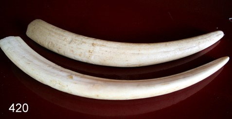 2 ANTIQUE WALRUS TUSKS, APPROX. 13"