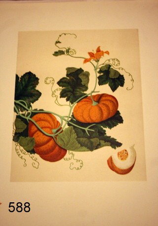588) SET OF 25 COLLOTYPE COLOURED REPRODUCTIONS : OF 18TH C. CHINESE WATER COLORS OF FRUITS & VEGETABLES; SHEET SIZE: 25.5" X 19.25"