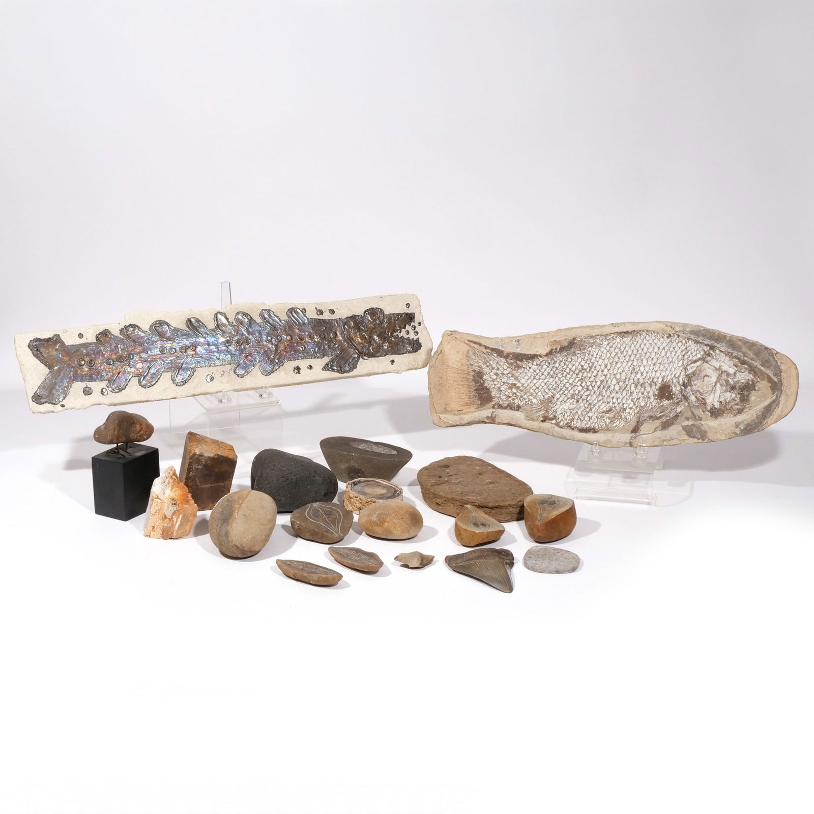 COLLECTION of FOSSILS: Including a shark tooth, a fish fossil, a hanging ceramic plaque by B?rje Skohg (Sweden, 1923-2006) painted with a toothed fish, with artist signature on verso: 'Gustavsberg Skohg', a piece of petrifi