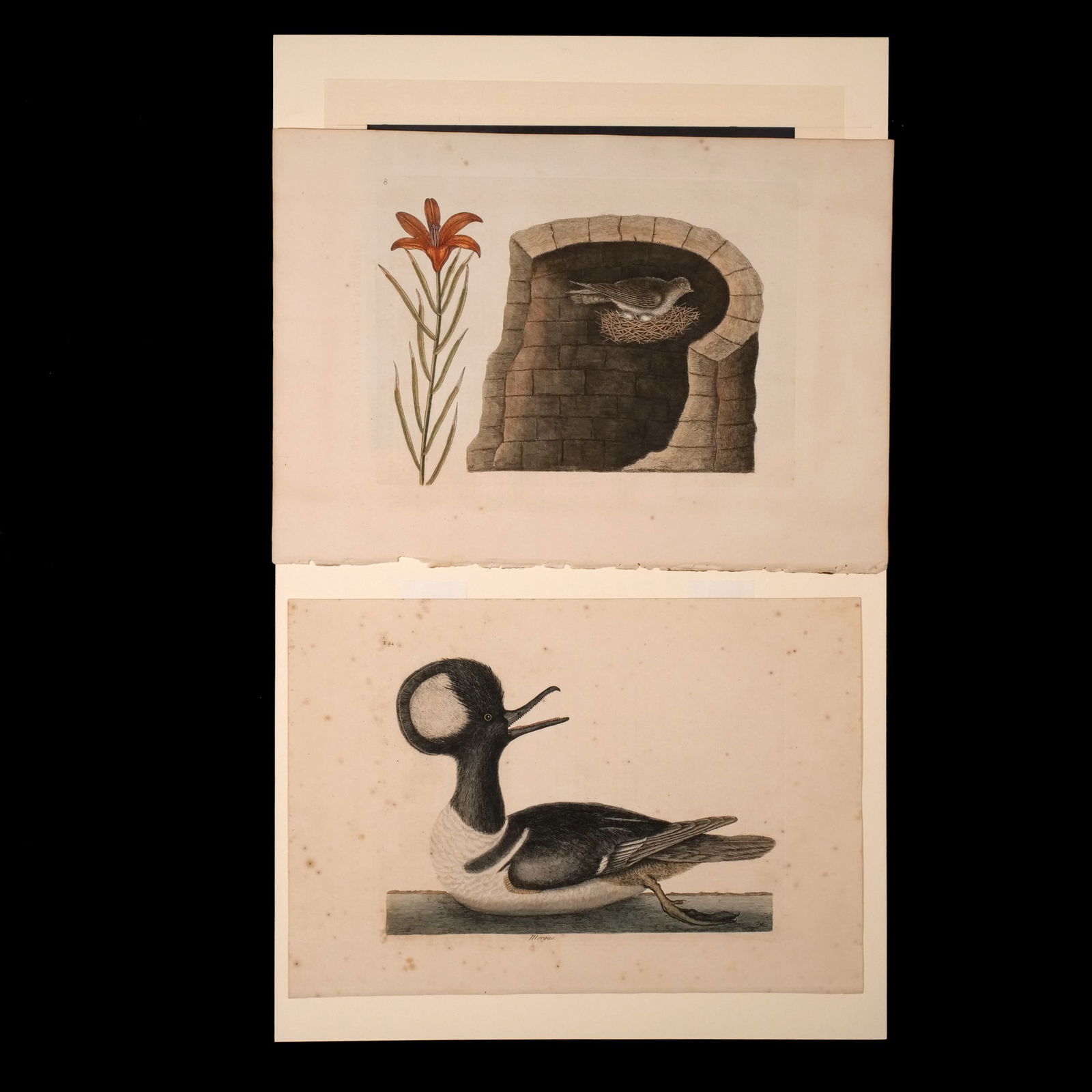 (2pc) MARK CATESBY (English, 1683-1749): Ornithological studies Color engravings on wove paper Including "The Round Crested Duck (Mergus cucullatus)" no. T. 94 showing a hooded merganser; and from "Natural History of Carolina, Florida and th