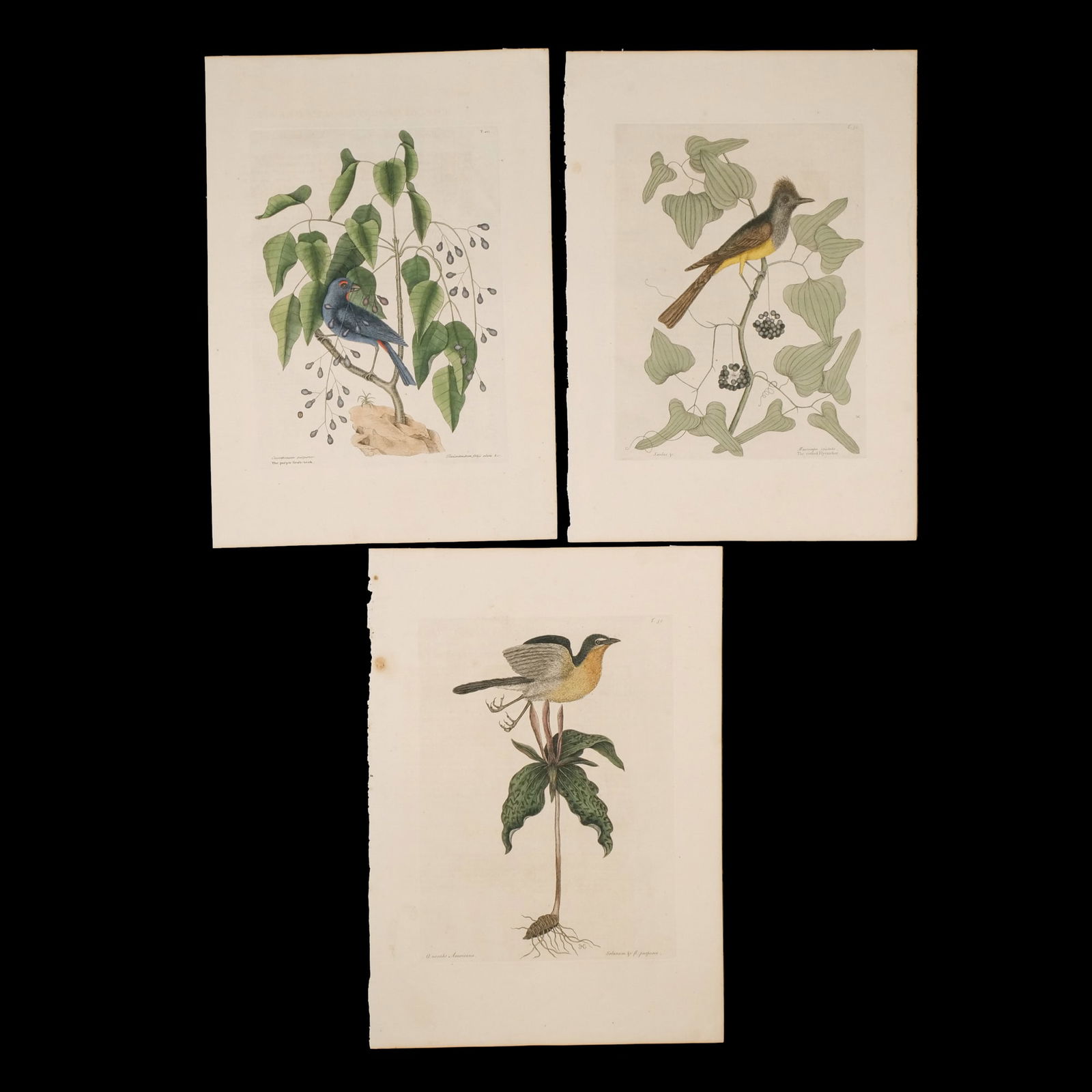 (3pc) MARK CATESBY (English, 1683-1749): Three bird prints, each copperplate engraving with hand-coloring, depicting the crested flycatcher (T. 52), the purple gross beak (T. 40), and the yellow-breasted chat (T. 50), all from Catesby?s Natu
