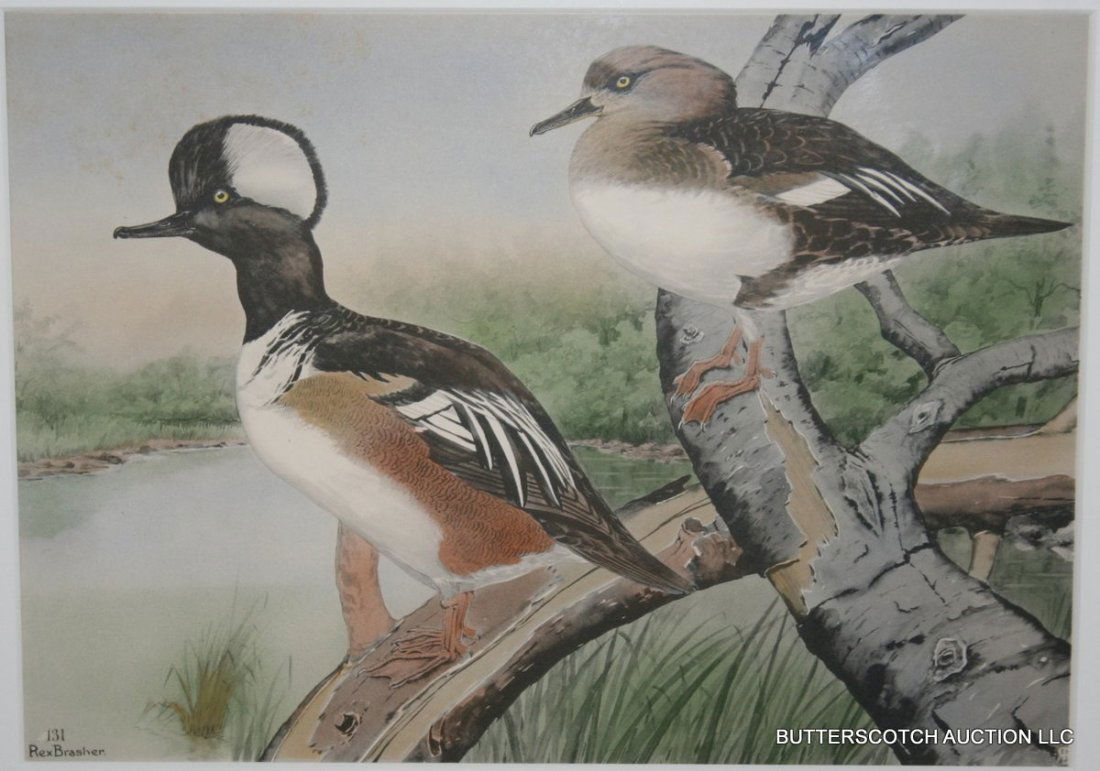 224) PAIR ALEXANDER POPE COLORED LITHOGRAPHS OF: PAIR ALEXANDER POPE COLORED LITHOGRAPHS OF BIRDS, ONE OF GROUSE, 13" X 19", THE OTHER OF SAND PIPERS, 11" X 19"; TWO REX BRASHER COLOURED PRINTS OF BIRDS, # 131 & 190, EA. 10 X 14"