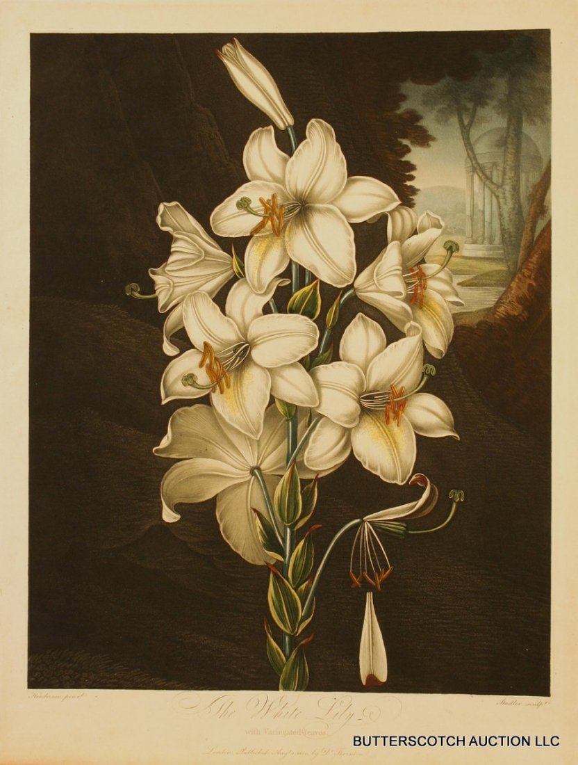 266) DR. ROBERT THORNTON (PUBLISHER), THE WHITE LILY WI: 266) DR. ROBERT THORNTON (PUBLISHER), THE WHITE LILY WITH VARIEGATED LEAVES, AFTER PETER HENDERSON, ENGRAVED BY STADLER. AQUATINT PRINTED IN COLOR AND FINISHED BY HAND, PUBLISHED LONDON, AUGUST 1, 180