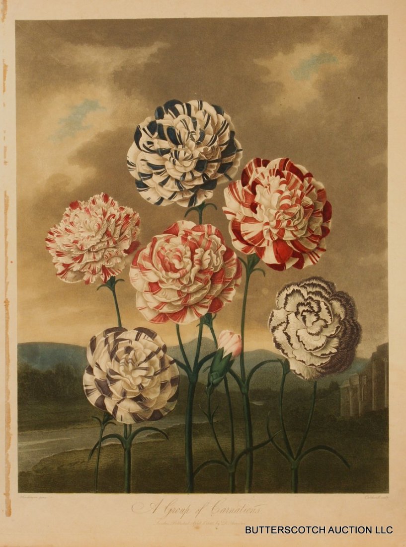 267) DR. ROBERT THORNTON (PUBLISHER), A GROUP OF CARNAT: 267) DR. ROBERT THORNTON (PUBLISHER), A GROUP OF CARNATIONS, AFTER PETER HENDERSON, ENGRAVED BY CALDWALL. AQUATINT WITH STIPPLE AND LINE-ENGRAVING, PRINTED IN COLORS, WITH HAND COLORING. PUBLISHED LON