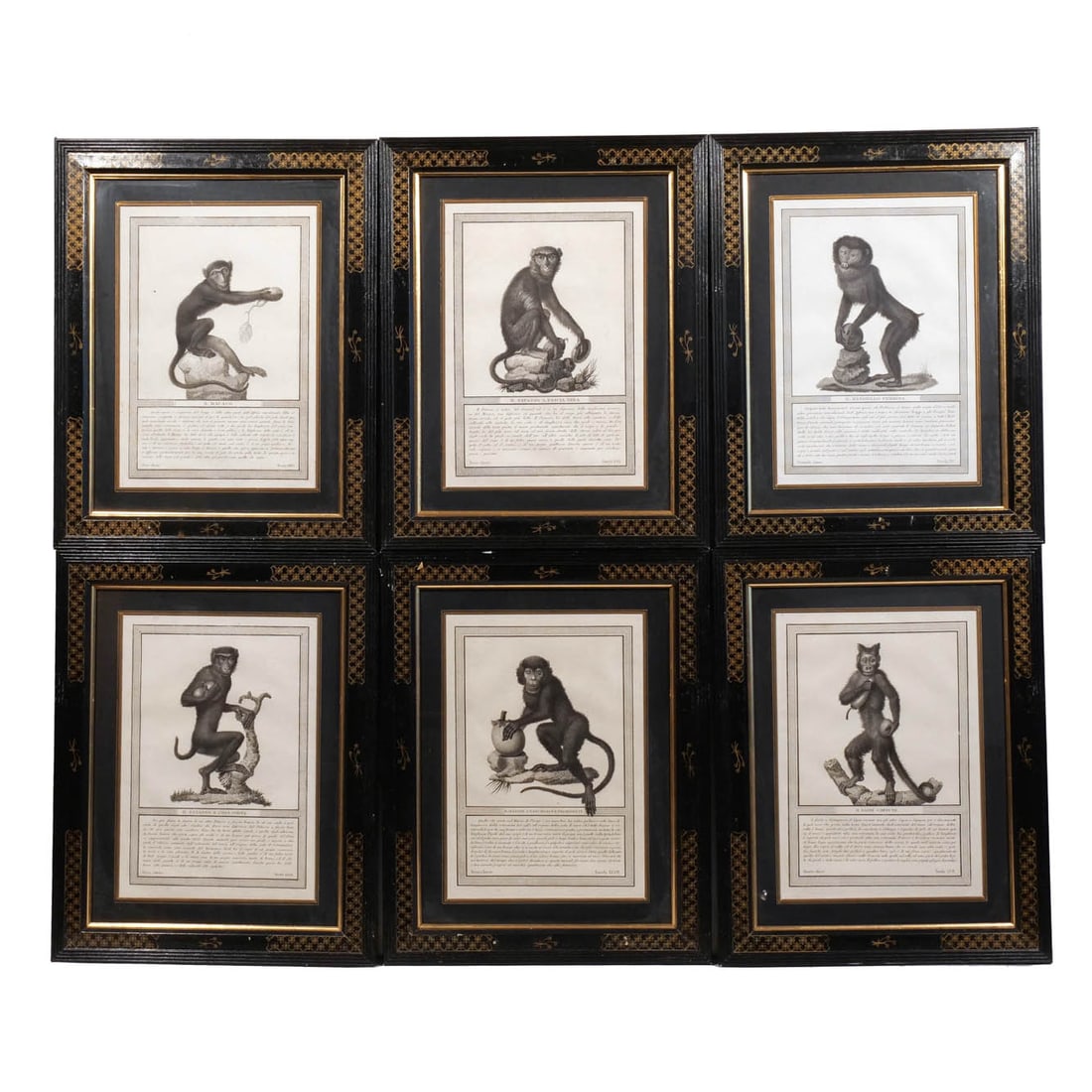(6pc) ANTIQUE ENGRAVINGS OF MONKEYS (1 of 8)