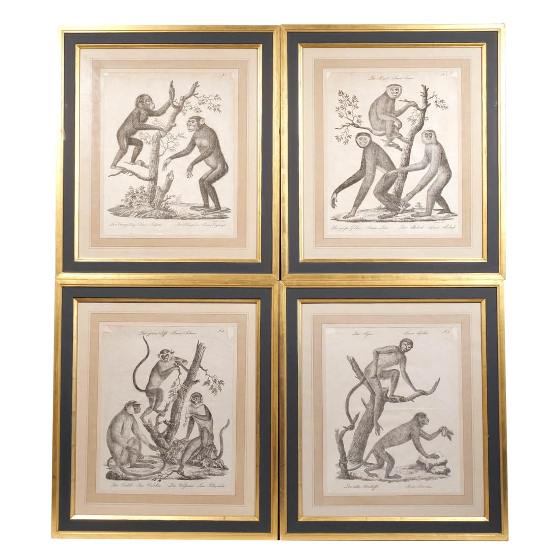 (4pc) KARL JOSPH BRODTMANN (1787-1862): h. 20 w. 17 in. (sight) A group of four monkey/primate lithographs from Brodtmann's Naturhistorische Bilder-Gallerieaus dem Thierreiche [Natural History Picture Gallery of the Animal Kingdom], includi
