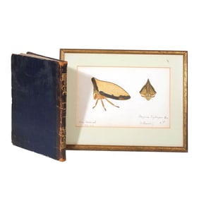 (2pc) ENTOMOLOGY BOOK & WATERCOLOR
