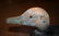 353) 3 DECOYS: HY DAHL KA CANVAS BACK DRAKE, - 8