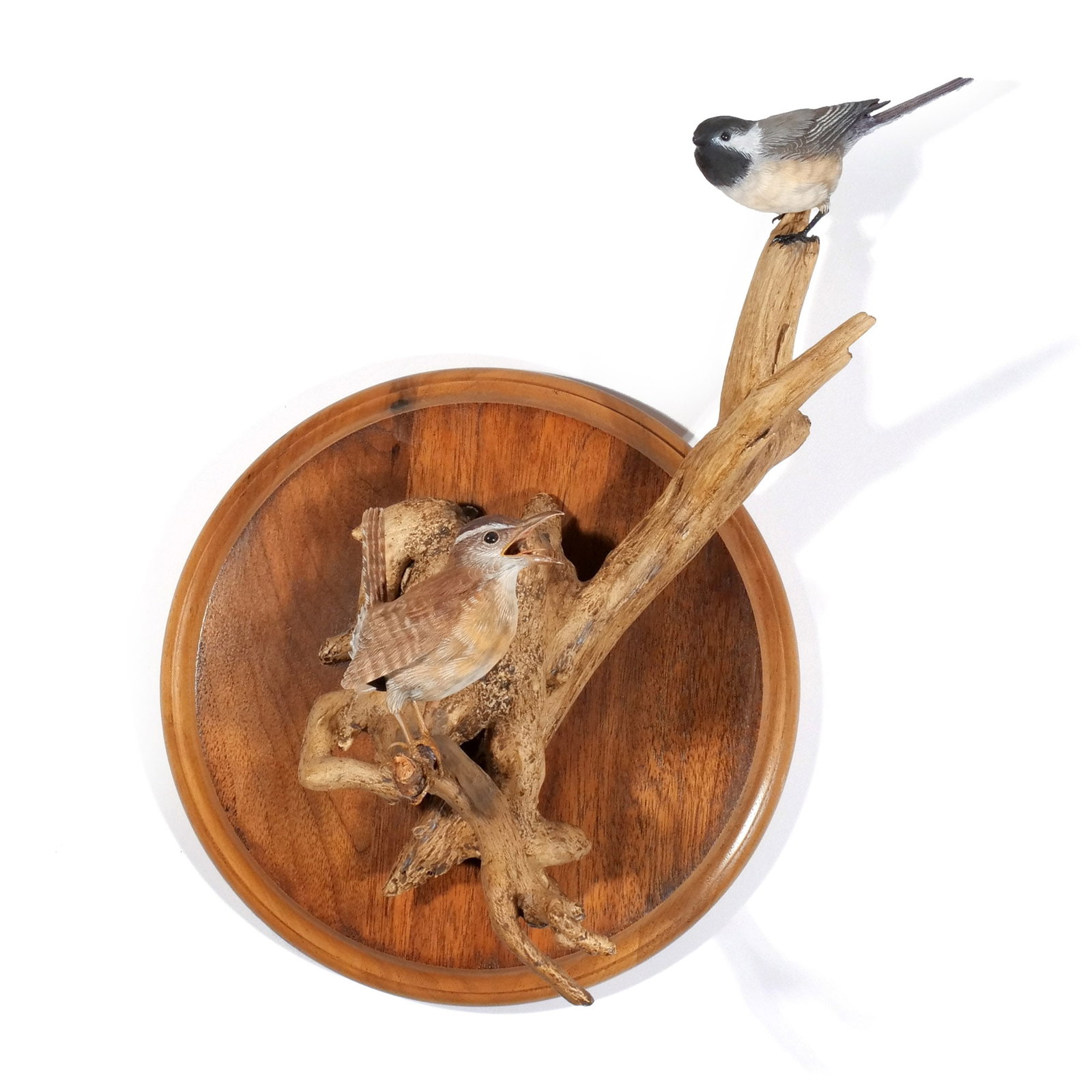 FLOYD SCHOLZ (American, 1958-): 'Kelly Carolina!', 2009 Wood, carved & painted h. 17-1/2 w. 10 d. 8-1/2 in. Depicting a Carolina Wren & Chickadee; titled, signed, dated, numbered, and with dedication on plinth, 'carved for Tom & Bet