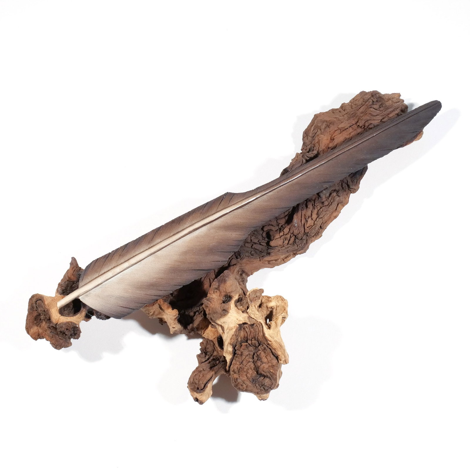 FLOYD SCHOLZ (American, 1958-): Eagle Feather, 2015 Wood, carved and painted h. 17 w. 6-3/4 d. 3-1/2 in. On a driftwood base, signed, titled, dated, and with dedication on underside, 'for my friend Tom Meyer' Provenance: Descent thr