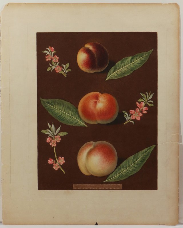 GEORGE BROOKSHAW: (British, 1751-1823), Two colored aquatints, including "Black Jamaica", sheet: 21 ¾" x 17" plate: 17" x 14 ¾" (with tape around edge of paper); and "Black peach of Montreal, Cambra peach, Monshien's