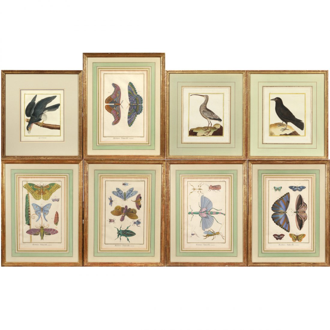 (8pc) MARTINET INSECT & BIRD ENGRAVINGS (1 of 6)