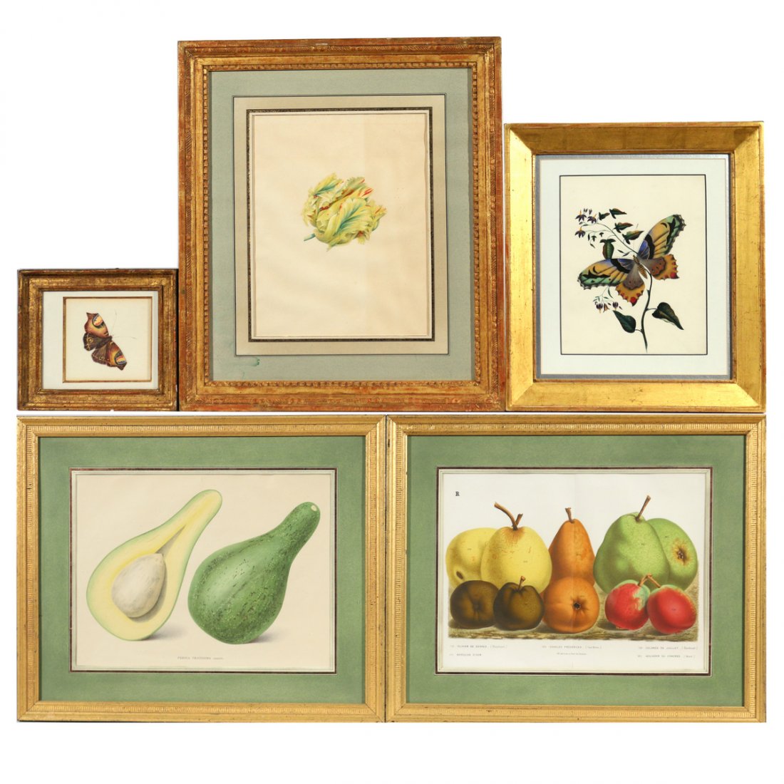 (5pc) NATURALIST WATERCOLORS & PRINTS (1 of 8)