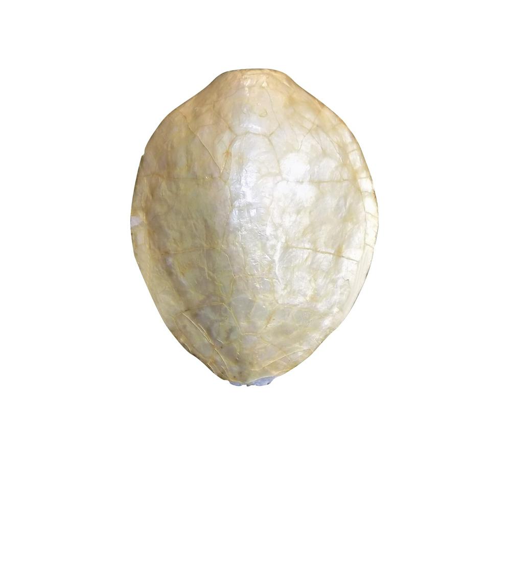 VINTAGE CAPIZ CUSTOM SEA TURTLE SHELL (1 of 6)