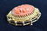 14K GOLD VICTORIAN CARVED CAMEO CORAL PENDANT - 9
