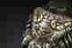 item-72531513=6