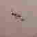item-51177270=5