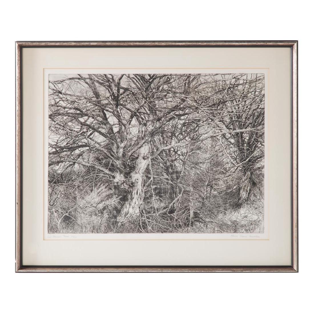 Patricia T. Forester. "Last Warren Trees," etching (1 of 3)