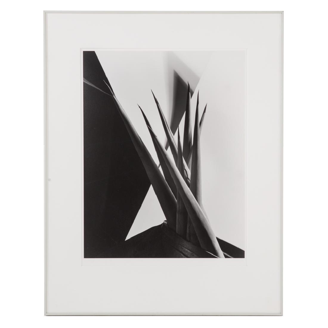 Imogen Cunningham (after). "Agave Design", photo (1 of 4)