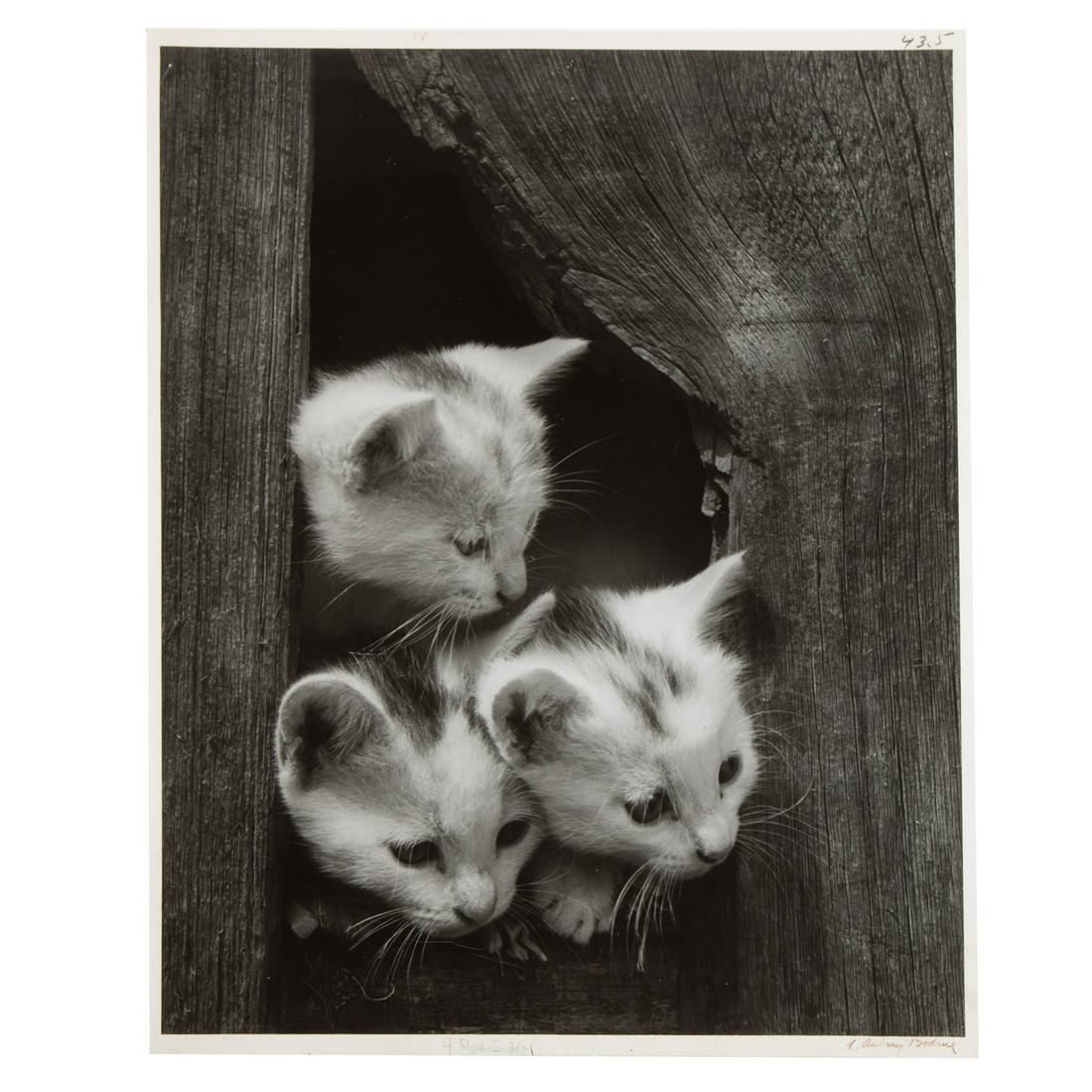 A. Aubrey Bodine. "Three Kittens," photograph: (American, 1906-1970). Gelatin silver print, signed "A. Aubrey Bodine" lr, photographer stamp on verso, 14 x 11 in., unframed.