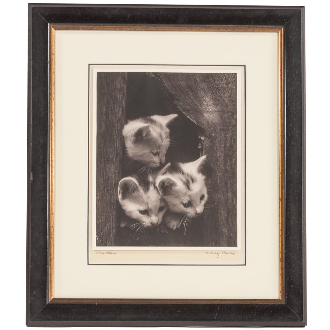 A. Aubrey Bodine. "Three Kittens," photograph (1 of 4)