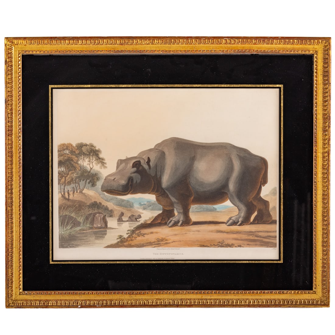 Samuel Daniell. "The Hippopotamus," color aquatint (1 of 4)