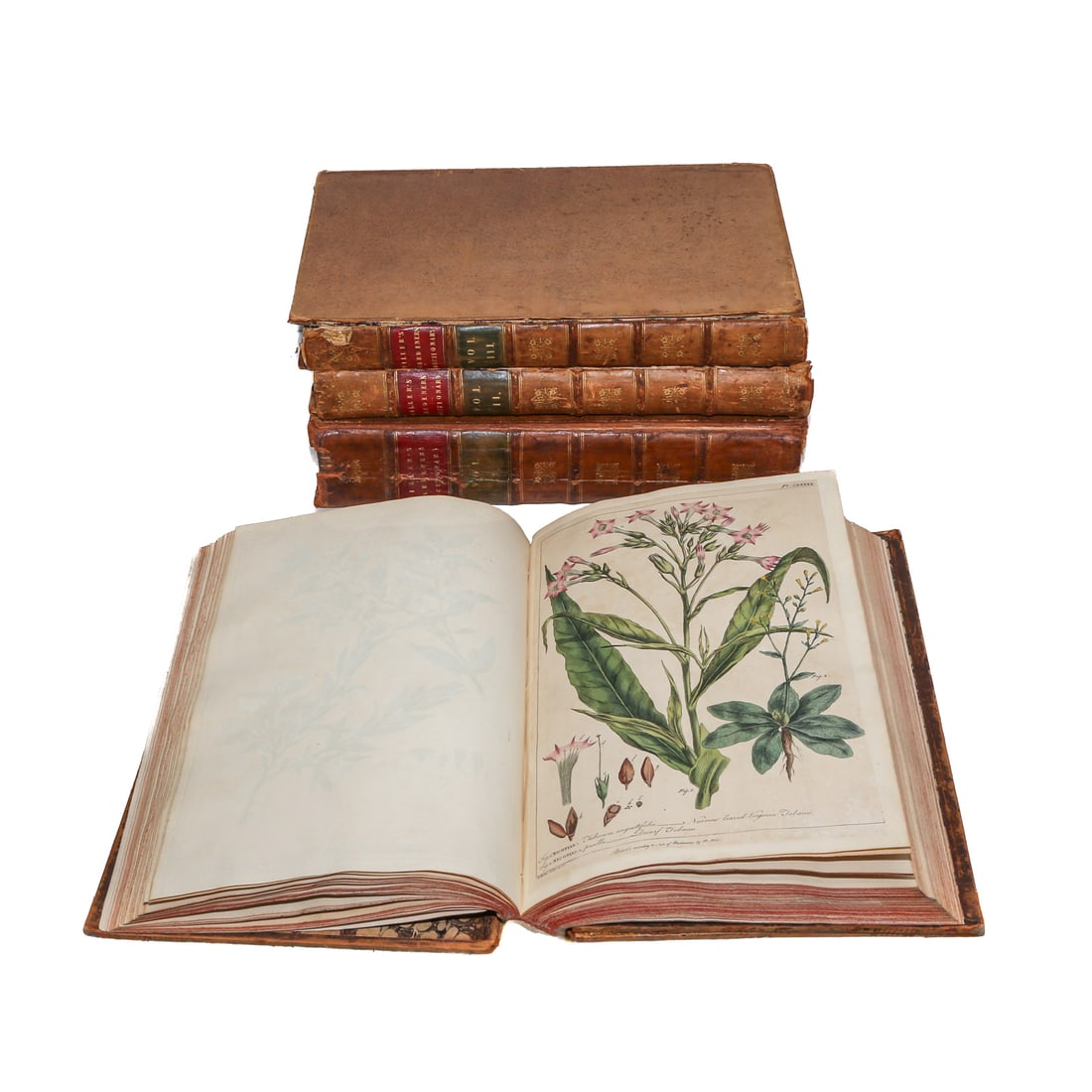 The Gardener's Dictionary, With the Colored Plates (1 of 15)