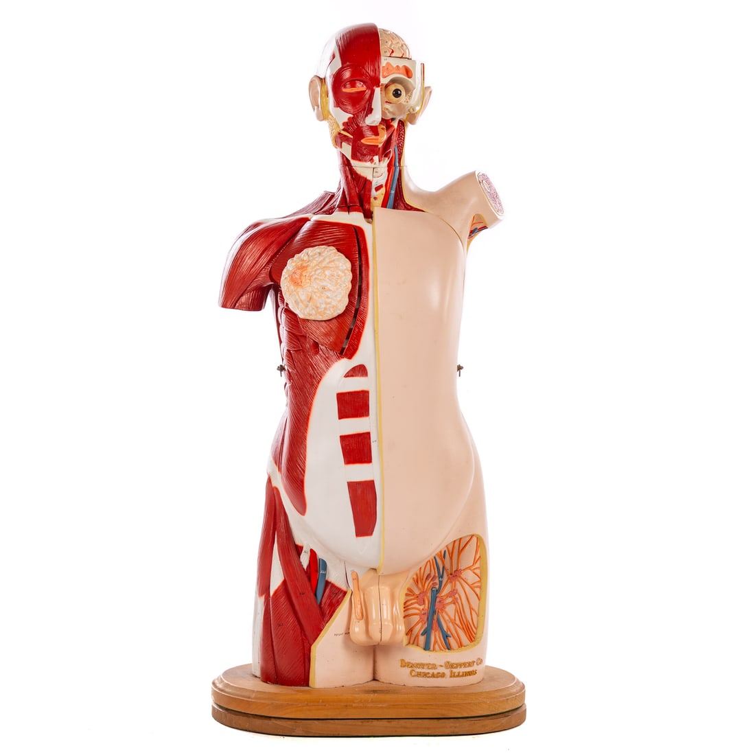 Denoyer Geppert KnowBody Human Torso: 1990s, anatomical teaching tool, nearly life size painted vinyl and plastic torso with removable organs, and muscles, mounted on maple rotating stand, 37 in. H, 15 in. W