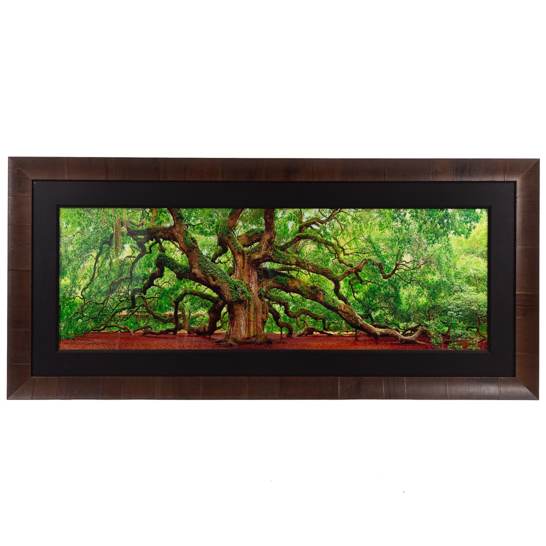 Peter Lik. "Tree of Hope," cibachrome print (1 of 3)