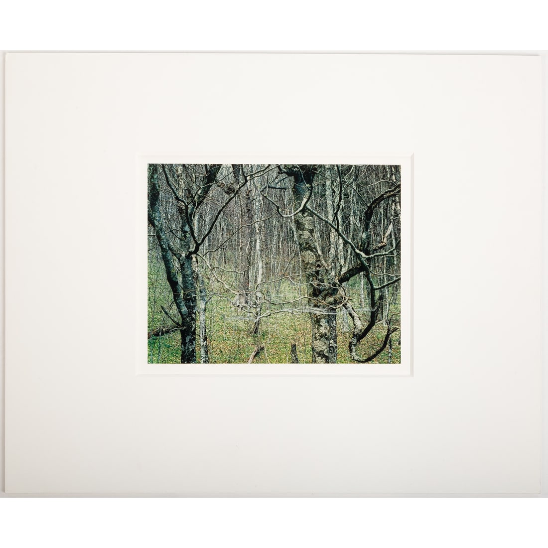 Eliot Furness Porter. "Beech Grove, GSMNP," photograph: (American, 1901-1990) Dye-transfer print, from the 1968 image printed later, 8 1/4 x 10 1/2 in., identifying information on label on verso, matte size: 18 1/4 x 22 1/3 in., unframedProvenance: Acquire