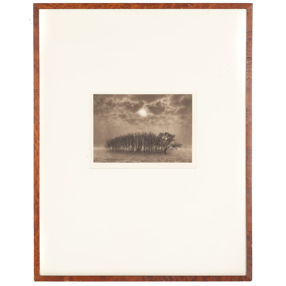 Dan Burkholder. "Stand of Trees, Texas," photograph (1 of 4)